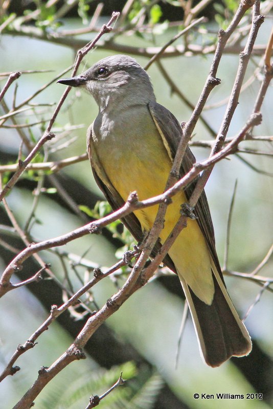 Western Kingbird, Big Bend NP, TX, 4-17-12, Ja_6170.jpg