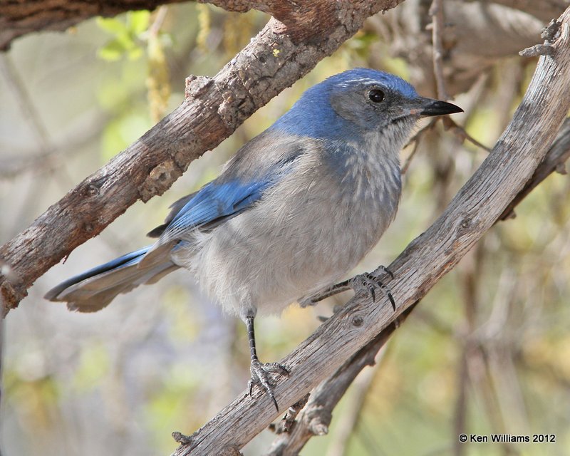 Woodhouse's Scrub-jay, Davis Mts SP, TX, 4-16-12, Ja_5929.jpg