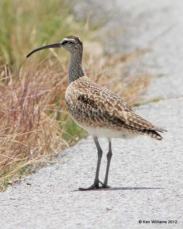 Whimbrel, Boliver Flats, TX, 4-28-12, Ja_11734.jpg