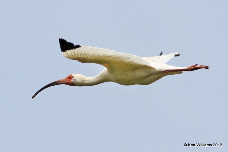 White Ibis, Galveston SP, TX, 4-27-12, Ja_11595.jpg