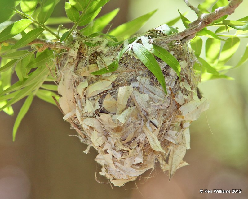 White-eyed Vireo nest, Big Bend NP, TX, 4-17-12, Ja_6119.jpg