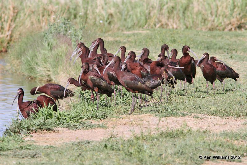 White-faced Ibis breeding plumage, Balmorhea SP, TX, 4-15-12, Ja_4977.jpg