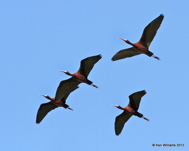 White-faced Ibis breeding, Balmorhea SP, TX, 4-15-12, Ja_4988.jpg