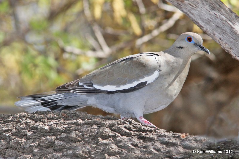 White-winged Dove, Davis Mts SP, TX, 4-16-12, Ja_5551.jpg