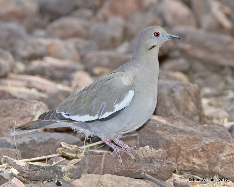 White-winged Dove, Davis Mts SP, TX, 4-16-12, Ja_5594.jpg