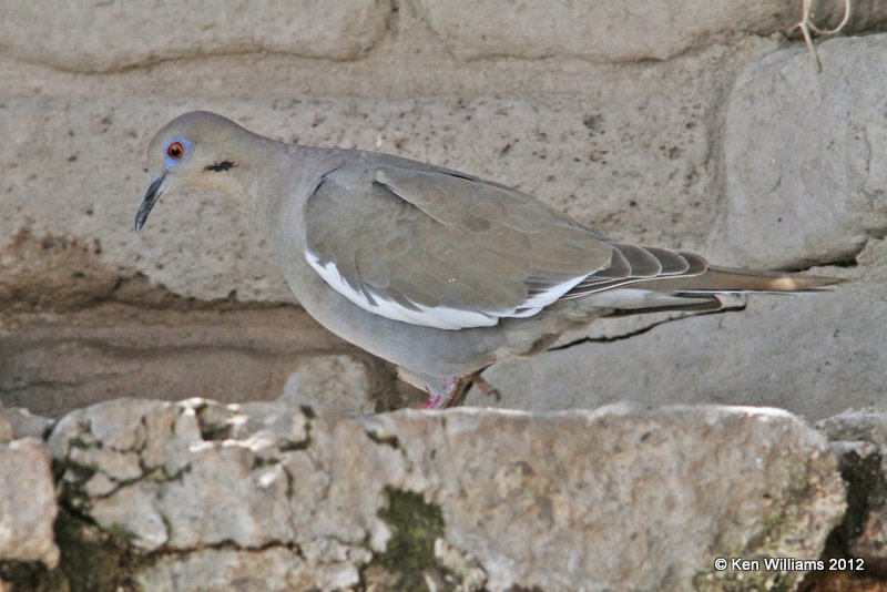 White-winged Dove, Davis Mts SP, TX, 4-16-12, Ja_5731.jpg