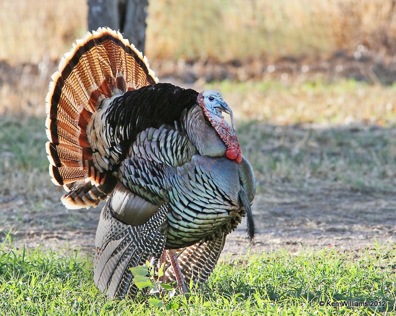 Wild Turkey tom, Rio Grande subspecies, N. Terlinqua, TX, 4-21-12, Ja2_7444.jpg