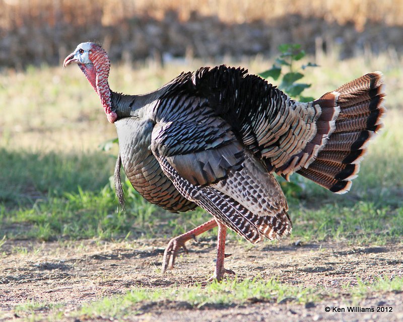 Wild Turkey tom, Rio Grande subspecies, N. Terlinqua, TX, 4-21-12, Ja_7288.jpg