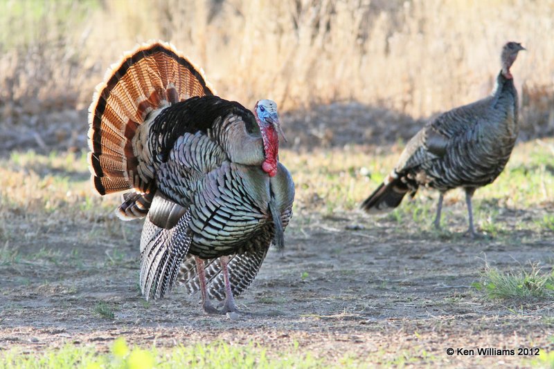 Wild Turkey tom, Rio Grande subspecies, N. Terlinqua, TX, 4-21-12, Ja_7403.jpg