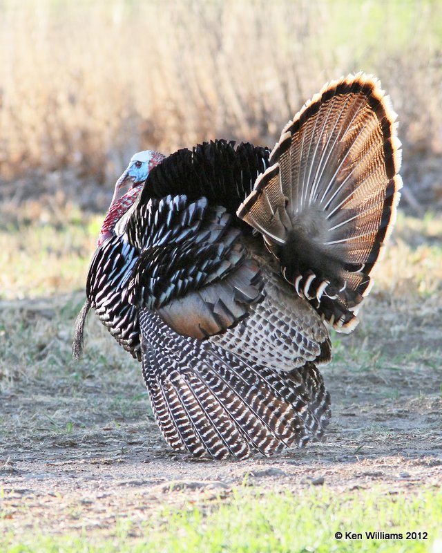 Wild Turkey tom, Rio Grande subspecies, N. Terlinqua, TX, 4-21-12, Ja_7407.jpg
