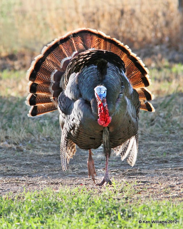 Wild Turkey tom, Rio Grande subspecies, N. Terlinqua, TX, 4-21-12, Ja_7411.jpg