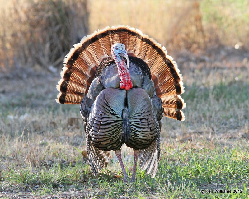 Wild Turkey tom, Rio Grande subspecies, N. Terlinqua, TX, 4-21-12, Ja_7431.jpg
