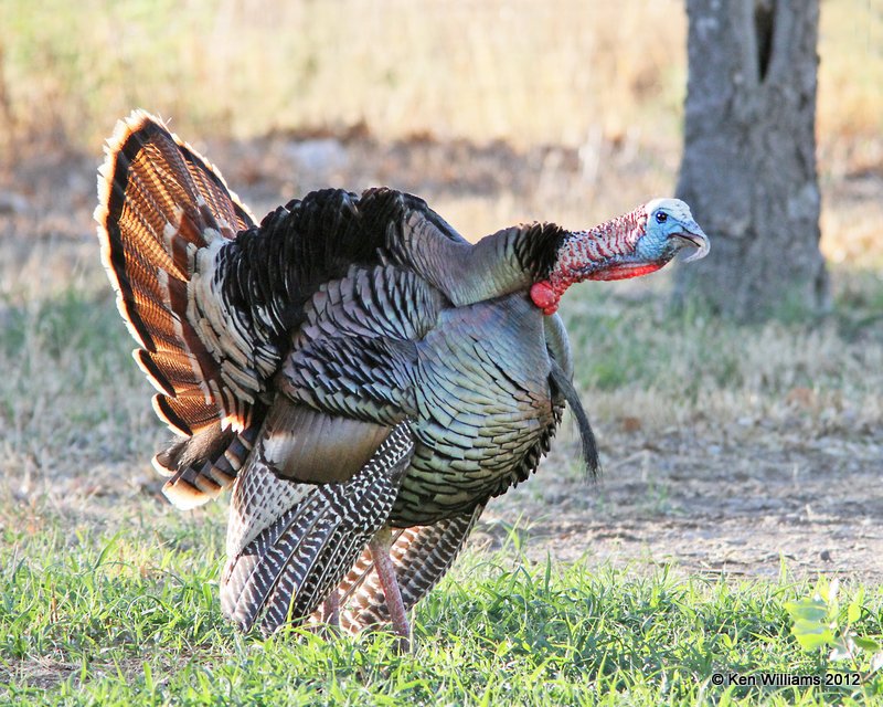 Wild Turkey tom, Rio Grande subspecies, N. Terlinqua, TX, 4-21-12, Ja_7440.jpg