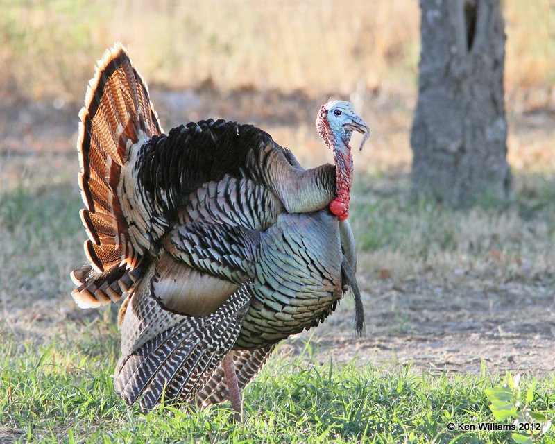 Wild Turkey tom, Rio Grande subspecies, N. Terlinqua, TX, 4-21-12, Ja_7441.jpg