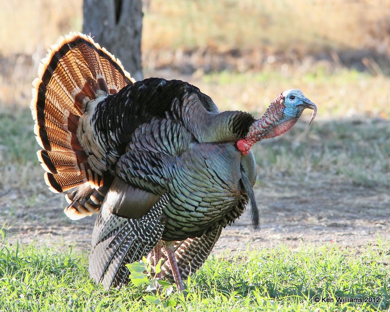 Wild Turkey tom, Rio Grande subspecies, N. Terlinqua, TX, 4-21-12, Ja_7446.jpg