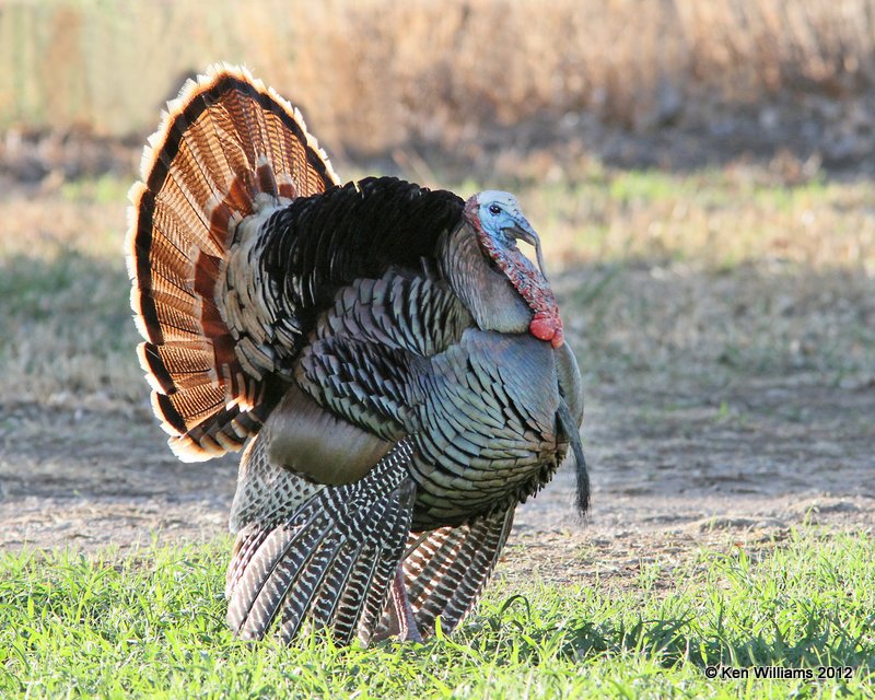 Wild Turkey tom, Rio Grande subspecies, N. Terlinqua, TX, 4-21-12, Ja_7449.jpg