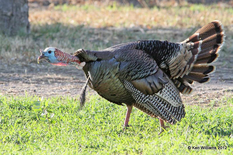 Wild Turkey tom, Rio Grande subspecies, N. Terlinqua, TX, 4-21-12, Ja_7497.jpg