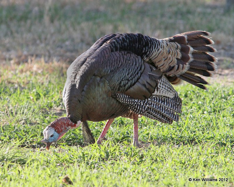 Wild Turkey tom, Rio Grande subspecies, N. Terlinqua, TX, 4-21-12, Ja_7515.jpg
