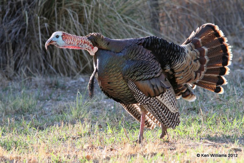 Wild Turkey tom, Rio Grande subspecies, N. Terlinqua, TX, 4-21-12, Ja_7543.jpg