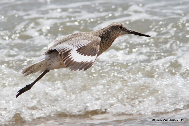 Willet, Eastern supspecies breeding plumage, Boco Chica beach, TX, 4-26-12, Ja_11247.jpg