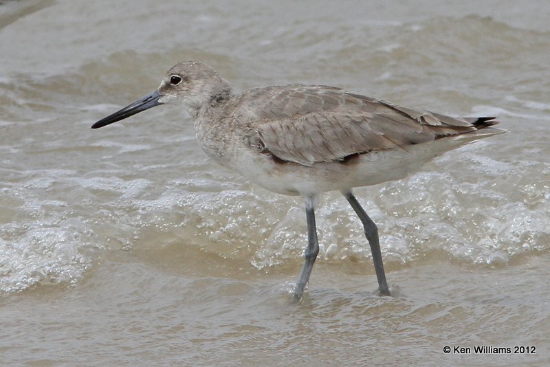 Willet, western subspecies non breeding plumage, Galveston SP, TX, 4-27-12, Ja_11499.jpg