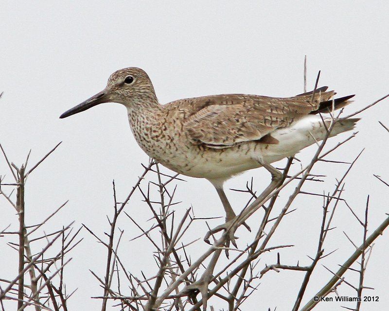 Willet, western subspecies breeding plumage, Galveston SP, TX, 4-27-12, Ja_11586.jpg