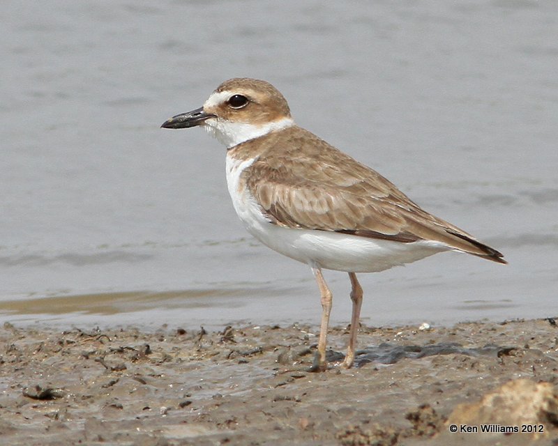 Wilson's Plover female, Sea Rim SP, TX, 4-29-12, Ja_172.jpg