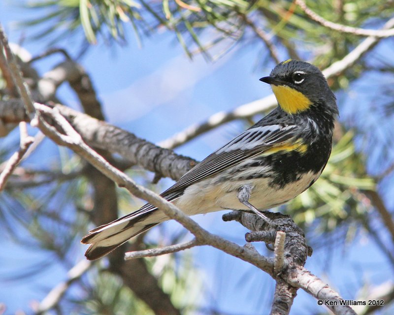 Yellow-rumped Warbler - Audubon's male, Big Bend NP, TX, 4-18-12, Ja_6718.jpg