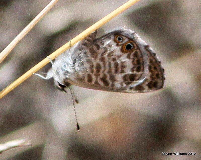 Cassius Blue, Big Bend NP, TX, 4-17-12, Ja_6104.jpg