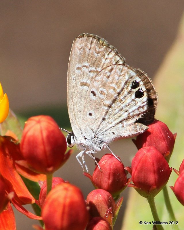 Ceraunus Blue - Hemiargus ceraunus, International Butterfly Garden, TX, 4-23-12, Ja_9658.jpg