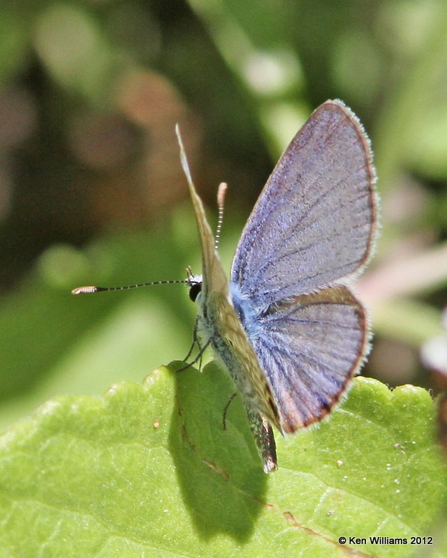 Ceraunus Blue - Hemiargus ceraunus, International Butterfly Garden, TX, 4-23-12, Ja_9965.jpg
