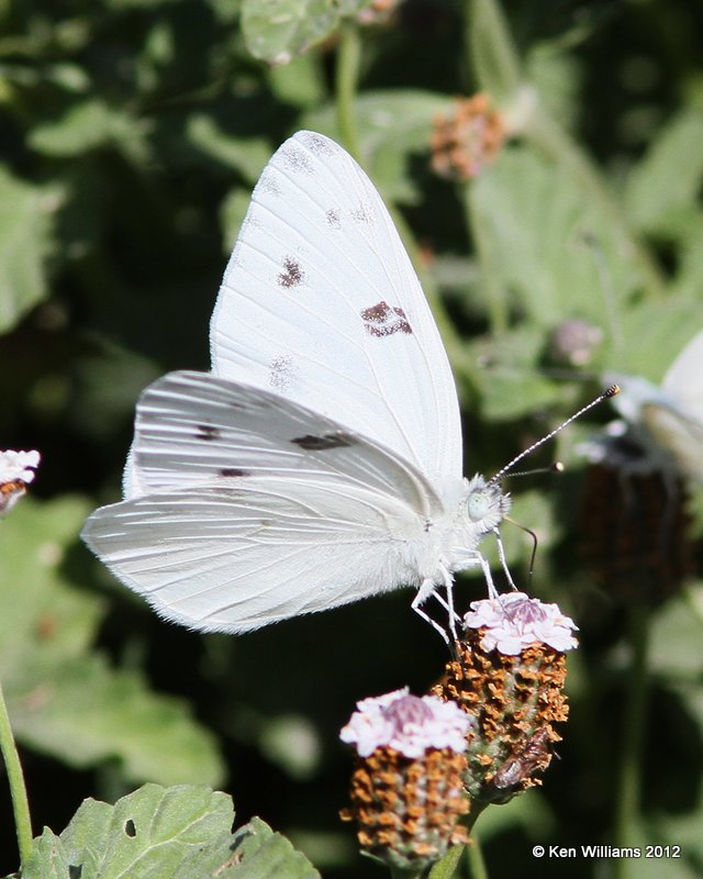 Chckered White, San Ygnacio, TX, 4-22-12, Ja_8337.jpg