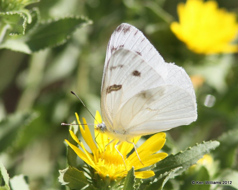 Checkered White, N. of Laredo, TX, 4-21-12, Ja_7987.jpg