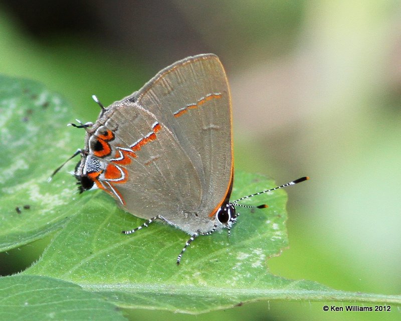 Gossamer-winged Butterflies - Hairstreaks, Harvesters, Coppers, Blues, Azures, & Elfins