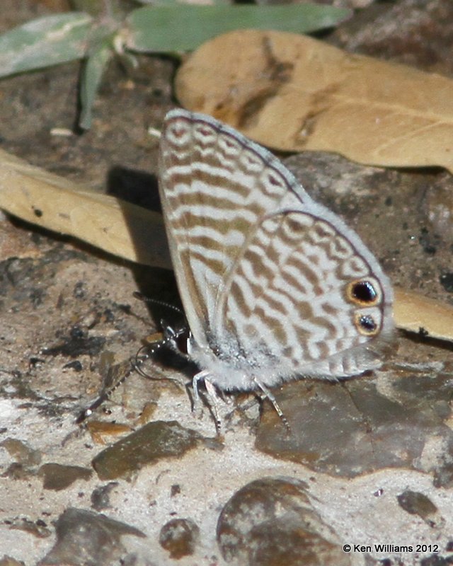 Marine Blue - Leptotes marina, Bentsen SP, TX, 4-23-12, Ja_9424.jpg