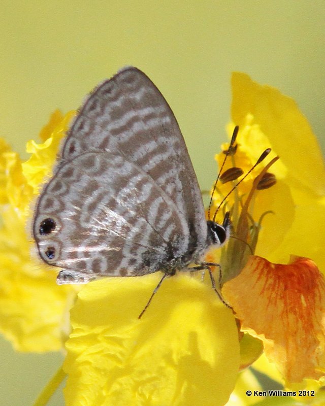 Marine Blue - Leptotes marina, Big Bend NP, TX, 4-17-12, Ja_6292.jpg