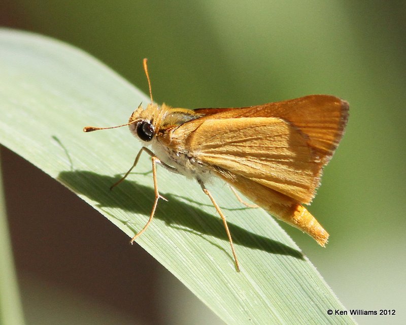 Orange Skipperling, Big Bend NP, TX, 4-17-12, Ja_6355.jpg