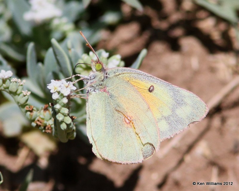 Orange Sulphur, Balmorhea SP, TX, 4-15-12, Ja_4918.jpg