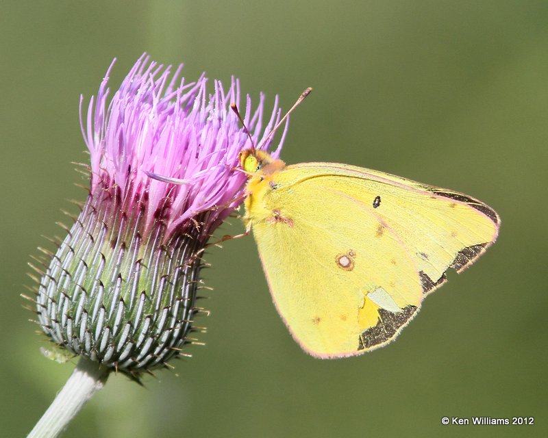 Orange Sulphur, N. of Laredo, TX, 4-21-12, Ja_7941.jpg