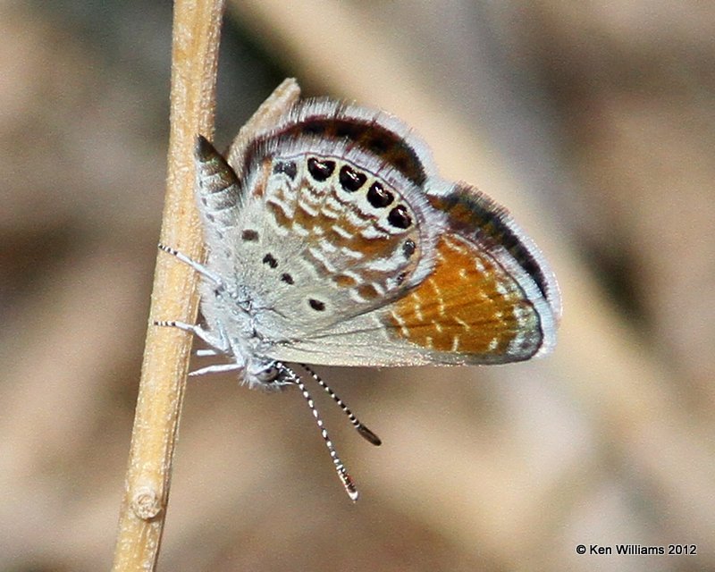 Western Pygmy Blue, Balmorhea SP, TX, 4-15-12, Ja_4938.jpg