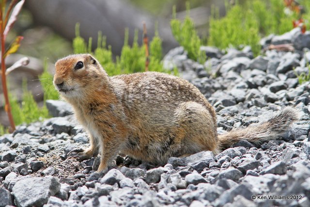Arctic Ground Squirrel, Hatcher Pass, Palmer, AK, 7-8-12, Ja_15265.jpg