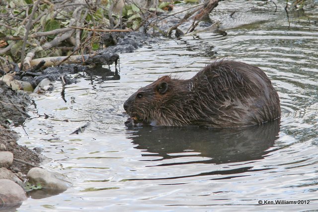 Beaver, Toad River, BC, 7-1-12, Ja_12917.jpg
