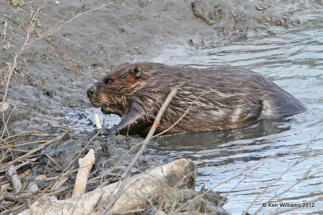 Beaver, Toad River, BC, 7-1-12, Ja_12923.jpg