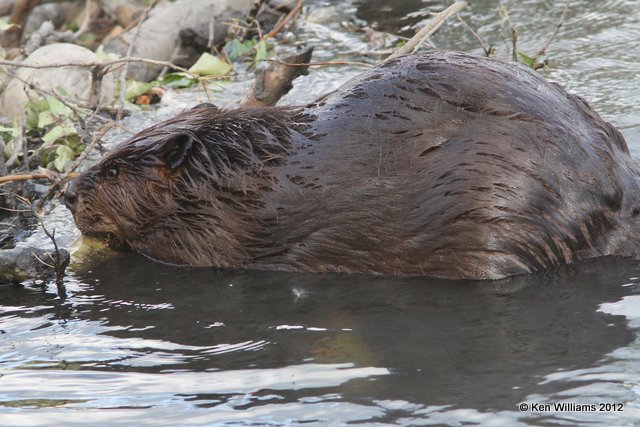 Beaver, Toad River, BC, 7-1-12, Ja_12935.jpg
