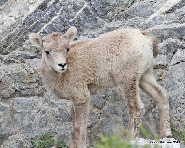 Big Horn Sheep lamb, Banff Park, Canada, 6-29-12, Ja_12470.jpg