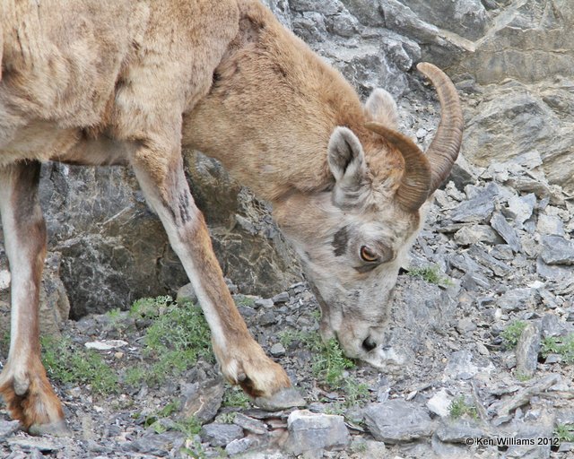 Big Horn Sheep ewe, Banff Park, Canada, 6-29-12, Ja_12476.jpg