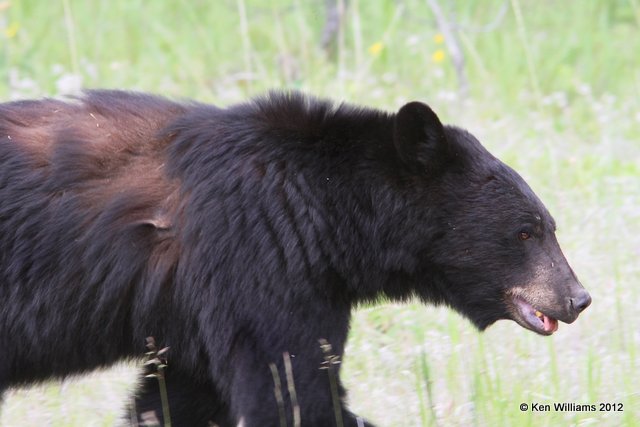 Black Bear, Jasper Park, Canada, 6-29-12, Ja_12484.jpg