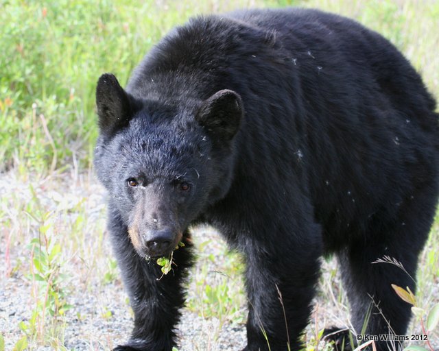 Black Bear, N. Watson Lake, 7-3-12, Ja_5995.jpg