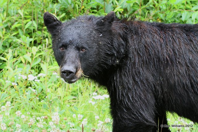 Black Bear, Stewart, BC, 7-31-12, Ja_20949.jpg