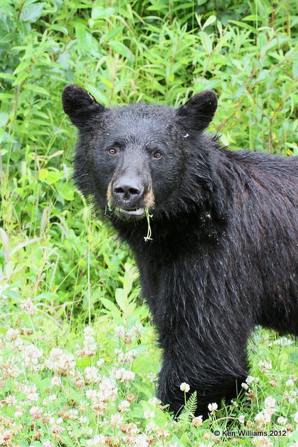 Black Bear, Stewart, BC, 7-31-12, Ja_20963.jpg